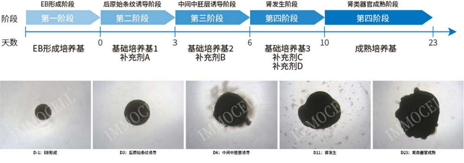 hPSC诱导分化肾类器官试剂盒