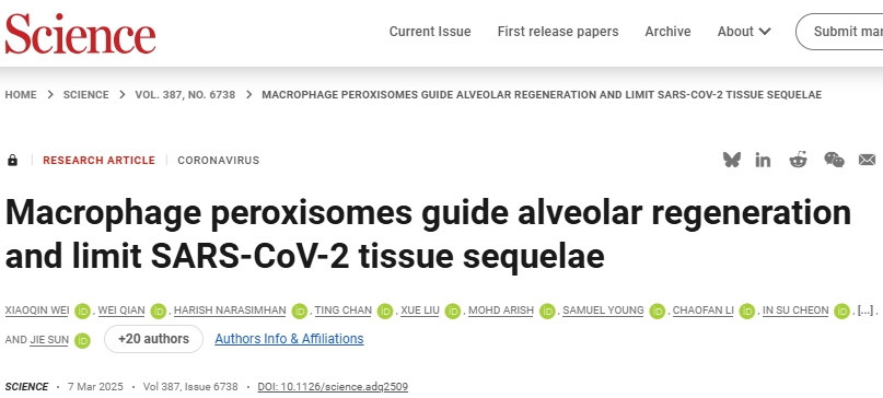 Science：靶向肺泡巨噬细胞的过氧化物酶体有望治疗新冠病毒等呼吸道病毒感染引起的肺部问题