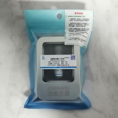 自噬相关蛋白12抗体