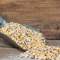 饲料游离棉酚检测