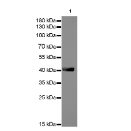 WB内参选择指南