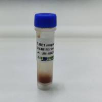 人重组磷酸化泛素（丝氨酸 65 位点）