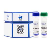 人外周血NK细胞分离试剂盒（阳选）