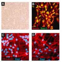 默克Merck ReNcell VM Human Neural Progenitor Cell Line