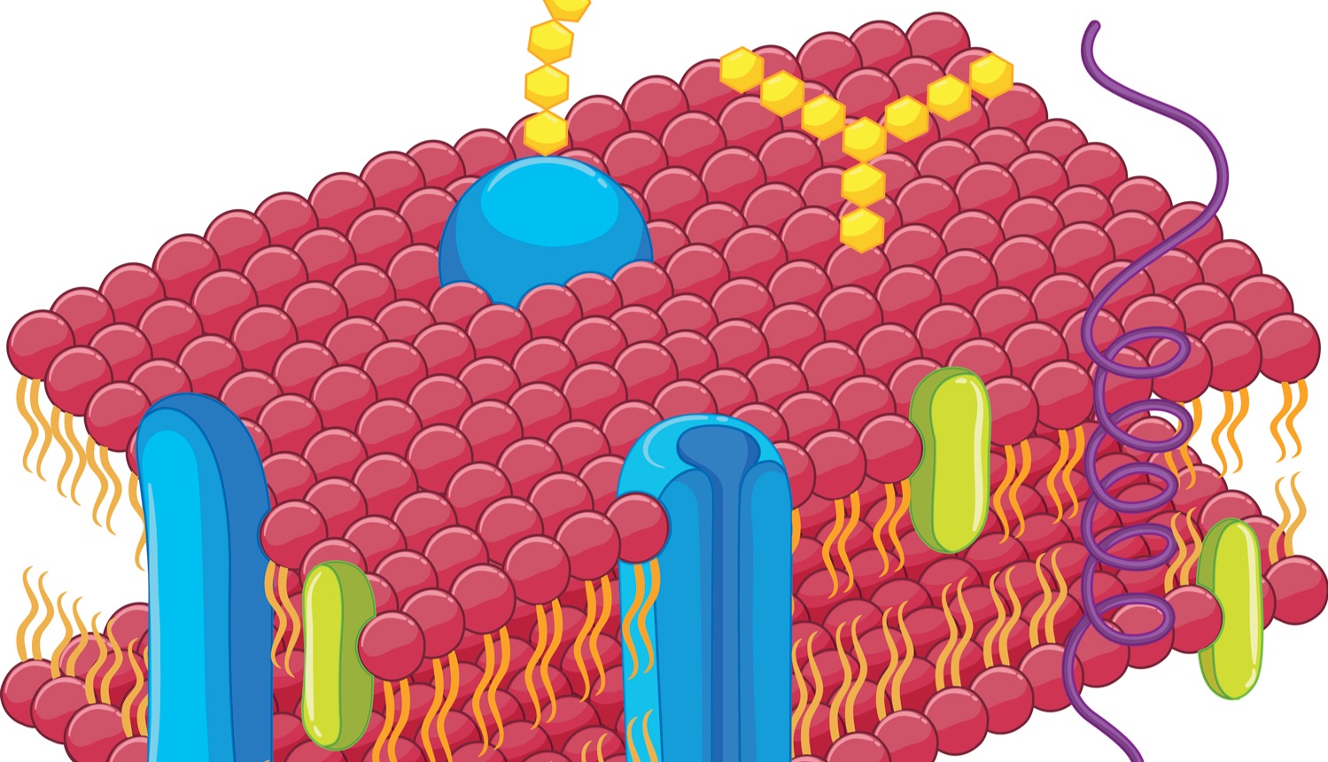 IF=14.3| Umibio外泌体红色荧光标记染料（UR52302）助力客户肝硬化相关骨骼肌损伤研究！