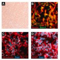 默克Merck ReNcell CX Human Neural Progenitor Cell Line