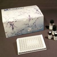 Lifespan LS-F22898-1 Rat Thyrotropin / TSH (Sandwich ELISA) ELISA Kit - LS-F22898