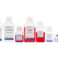 小鼠Kupffer细胞分离试剂盒