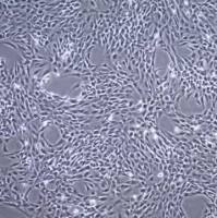  默克Merck C20A4 Human Chondrocyte Cell Line