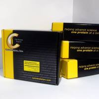 抗 Cdc42 小鼠单克隆抗体(小样规格)