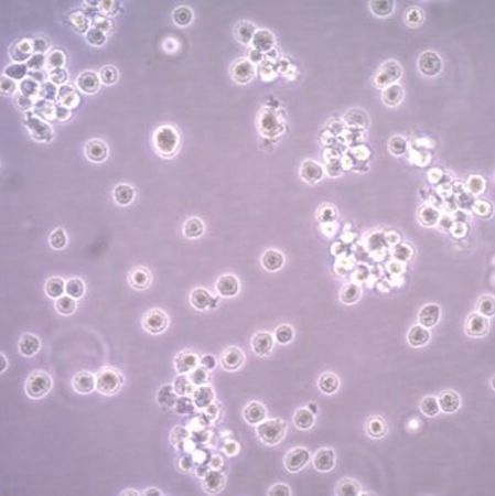 默克Merck HMC-1.1 Human Mast Cell Line