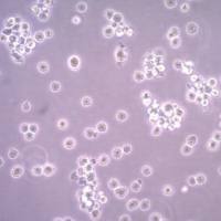  默克Merck HMC-1.1 Human Mast Cell Line