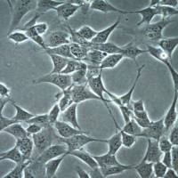  默克Merck HT-22 Mouse Hippocampal Neuronal Cell Line