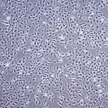默克Merck TC28a2 Human Chondrocyte Cell Line