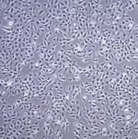  默克Merck TC28a2 Human Chondrocyte Cell Line