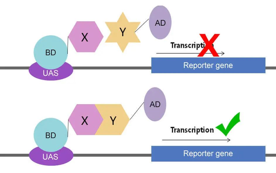 CUT&amp;Tag技术，解锁比ChIP-seq更精准高效的DNA和蛋白质互作研究