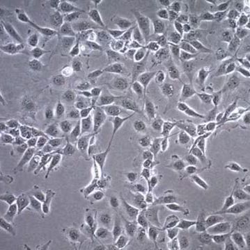  默克Merck C28/I2 Human Chondrocyte Cell Line