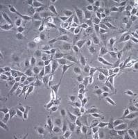  默克Merck C28/I2 Human Chondrocyte Cell Line