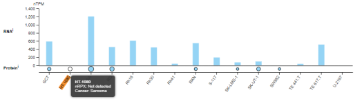 Western blot实验异常与样品关系解析