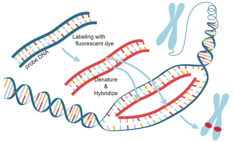什么是原位杂交技术？该技术的优势有哪些？