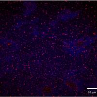 IN0171 尼罗红 热点染料/探针 索莱宝