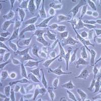 FLAG-SNAP-hTERT expressing HeLa Cell Line