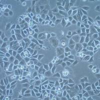 默克Merck UM-SCC-6 Squamous Carcinoma Cell Line