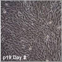  默克Merck O9-1 Mouse Cranial Neural Crest Cell Line