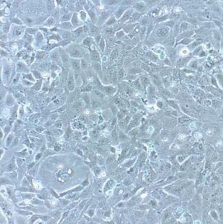 默克Merck HL-1 Cardiac Muscle Cell Line