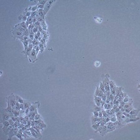 默克Merck UM-SCC-17A Squamous Carcinoma Cell Line