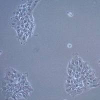 默克Merck UM-SCC-17A Squamous Carcinoma Cell Line