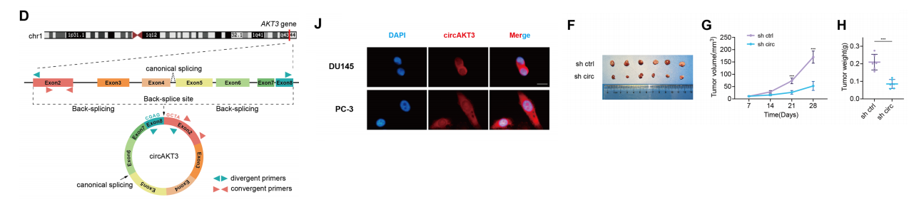 分子探针与表观遗传学研究好文分享：：CircAKT3通过增强RPS27A和RPL11的结合来促进前列腺癌的增殖和转移