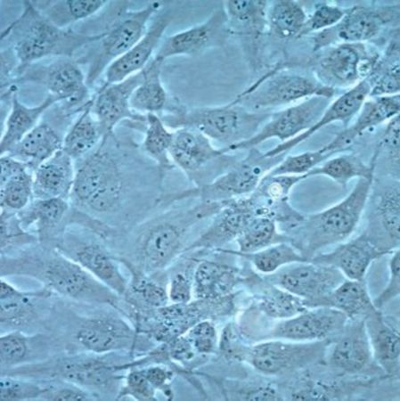 默克Merck Human Cardiomyocyte Cell Line