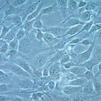  默克Merck  Human Cardiomyocyte Cell Line