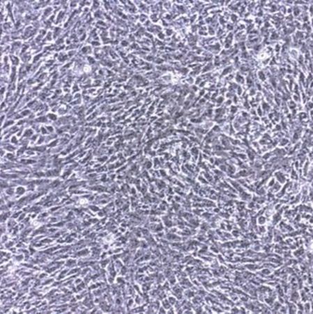 默克Merck HSC-T6 Rat Hepatic Stellate Cell Line