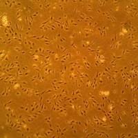 原代人脑微血管内皮细胞（ACBRI 498）