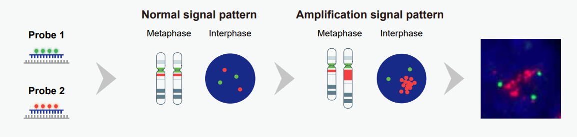 什么是原位杂交技术？该技术的优势有哪些？