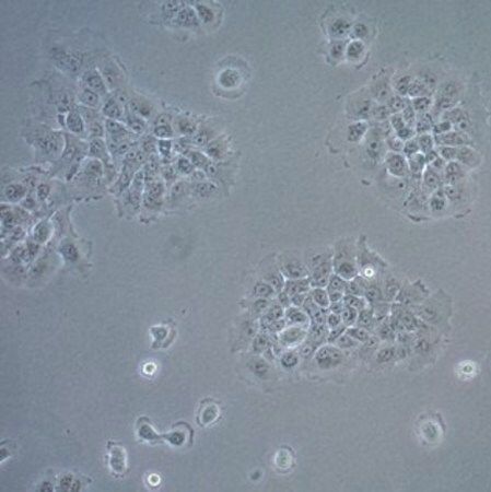 默克Merck UM-SCC-17B Squamous Carcinoma Cell Line