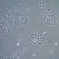 默克Merck UM-SCC-17B Squamous Carcinoma Cell Line
