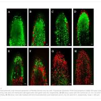 IP5030 碘化丙啶 热点染料/探针 索莱宝