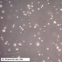 CR4 Human Colorectal Cancer Cell Line