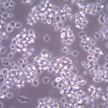 默克Merck HMC-1.2 Human Mast Cell Line