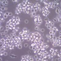 默克Merck HMC-1.2 Human Mast Cell Line