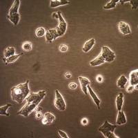  默克Merck CWR-R1ca Human Prostate Cancer Cell Line