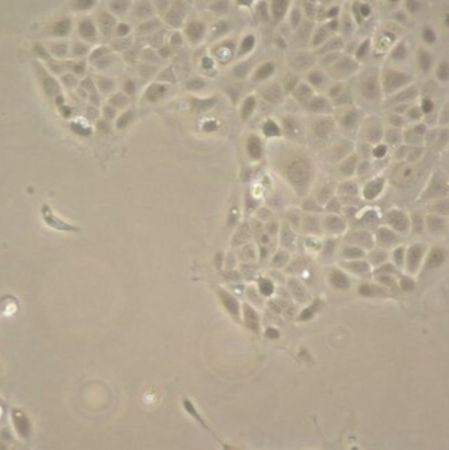 默克Merck UM-SCC-47 HPV-16 Positive Squamous Carcinoma Cell Line