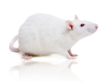 生命的边界：MDL如何用大鼠和小鼠模型构建 "死亡"？