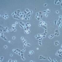  默克Merck UM-SCC-22A Squamous Carcinoma Cell Line