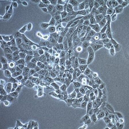 默克Merck UM-SCC-1 Squamous Carcinoma Cell Line