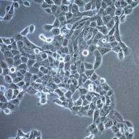  默克Merck UM-SCC-1 Squamous Carcinoma Cell Line