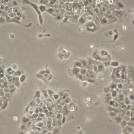  默克Merck UM-SCC-104 HPV-16 Positive Squamous Carcinoma Cell Line
